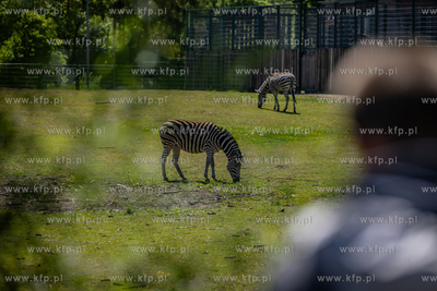 Siedemdziesiąte urodziny gdańskiego zoo. Nz. zebry.
12.05.2024
fot....