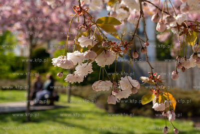 Kwitnący Ogród Japoński w Parku Oliwskim. 27.04.2024...