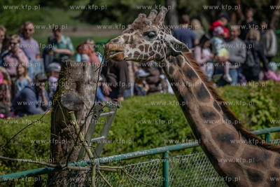 Siedemdziesiąte urodziny gdańskiego zoo.
12.05.2024
fot....