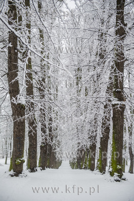 Gdańsk. Park Bema. Kolejne tej zimy silne opady śniegu.
16.01.2017
fot....