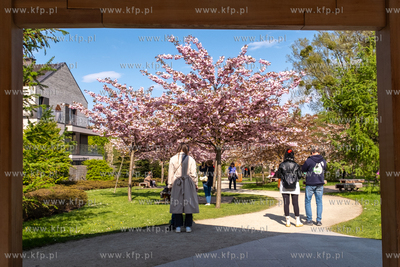Kwitnący Ogród Japoński w Parku Oliwskim. 27.04.2024...